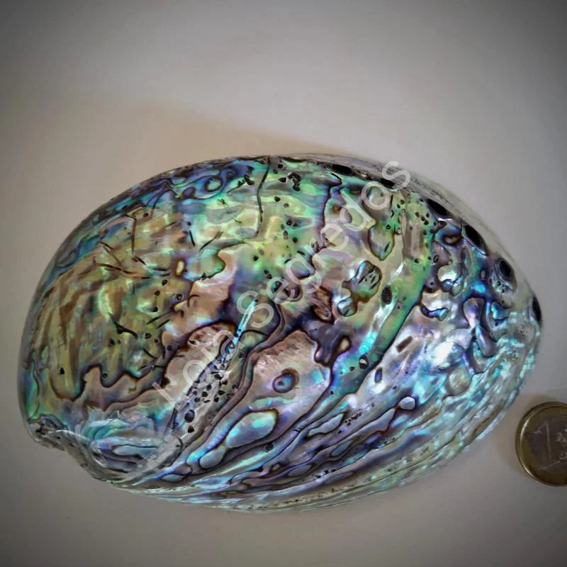 Concha Abalone